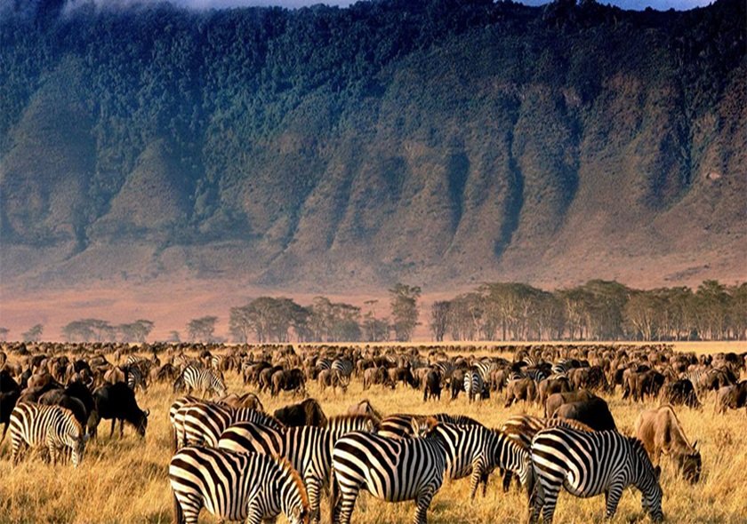 2 Days 1 Night Tarangire + Ngorongoro Safari