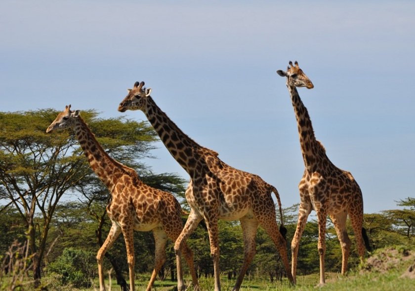 3 Days 2 Nights My SGR Train Safari