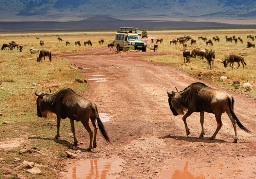 3 Days 2 Nights My SGR Train Safari