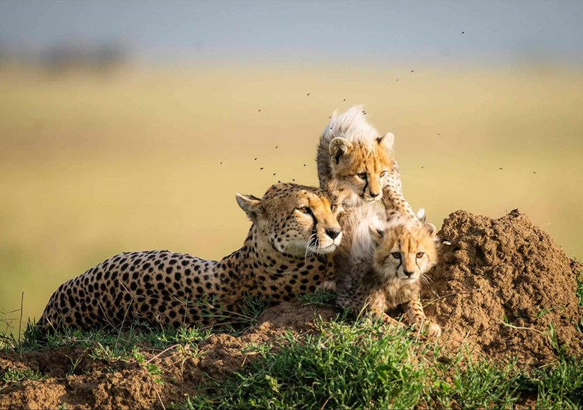 4 Days 3 Nights Tarangire + Ngorongoro + Serengeti Safari