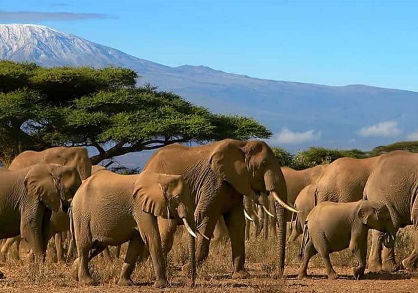 4 Days 3 Nights Tarangire + Ngorongoro + Serengeti Safari